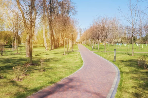 绿色春天阳光城市公园与路和美丽的树胡同 — 图库照片