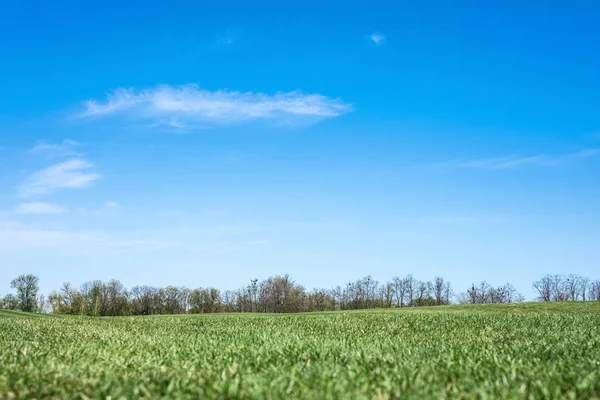 Green Spring Sunny City Park Beautiful Green Grass Meadow — Stock Photo, Image