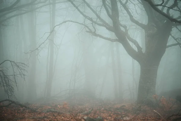 神秘雾青夏日森林美景 — 图库照片