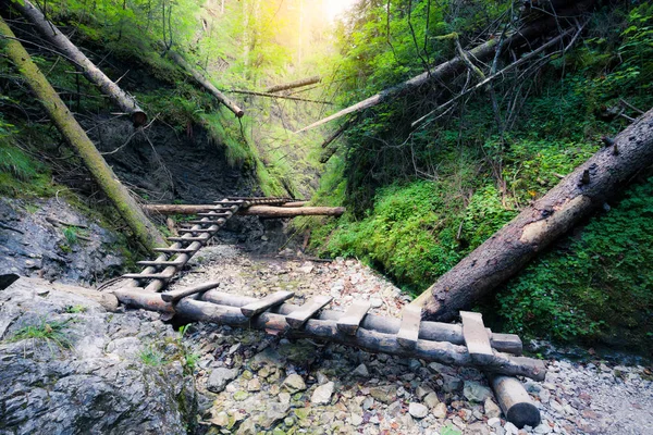 Felsschlucht Mit Gebirgsfluss Und Holztreppe Nationalpark Slowakisches Paradies Slowakei — Stockfoto