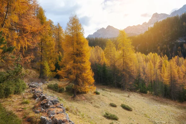 Otoño Hermoso Paisaje Con Árboles Montaña Amarillos Val Gardena Dolomitas — Foto de Stock