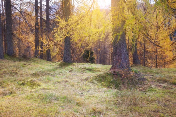 Höstens Vackra Landskap Med Berg Och Gula Träd Val Gardena — Stockfoto