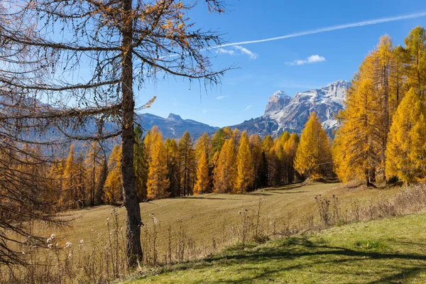 Otoño Hermoso Paisaje Con Árboles Montaña Amarillos Val Gardena Dolomitas — Foto de Stock