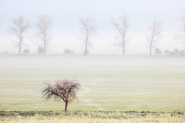 Spring Fields Foggy Morning Nature Countryside Landscape — Stock Photo, Image