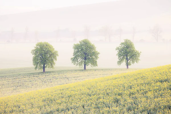 Bomen Velden Van Lente Mistige Ochtend Landschap Van Het Platteland — Stockfoto