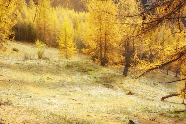 Beautiful Larch Colored Autumn Colors Mountains Illuminated Sun Dolomites Alps — Stock Photo, Image