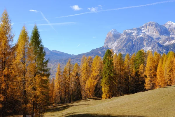 Magnífica Vista Soleada Los Alpes Dolomitas Con Alerces Amarillos Colorido — Foto de Stock