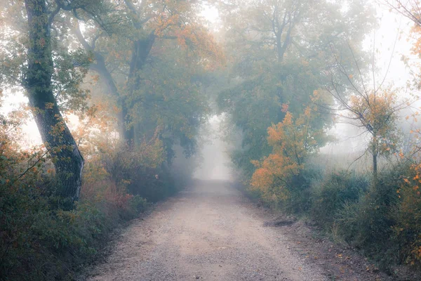 Altın Bir Sisli Moody Orman Sonbahar Yolda Sonbahar Renkleri Kırsal — Stok fotoğraf