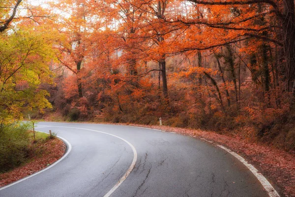 A winding asphalt road curves through autumn trees