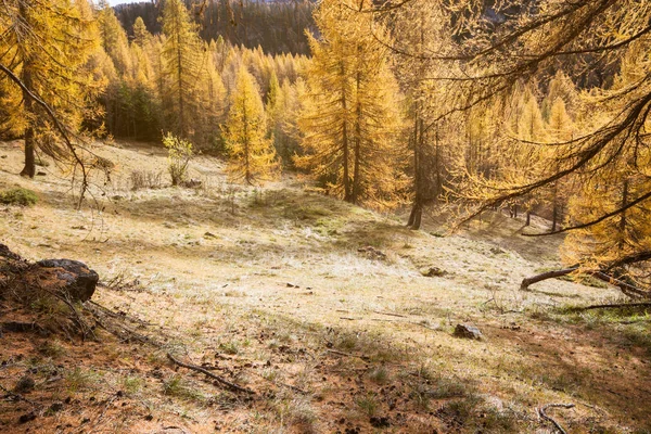 Krásné Modřín Barevné Podzimní Barvy Horách Osvětlena Sluncem Alpy Dolomity — Stock fotografie