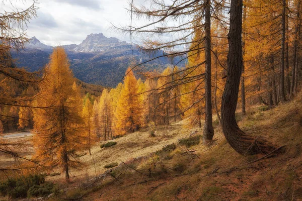 Magnífica Vista Soleada Los Alpes Dolomitas Con Alerces Amarillos Colorido — Foto de Stock