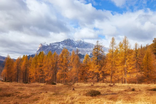 华丽的阳光景观白云岩阿尔卑斯与黄落叶松树 多彩的秋季全景景色 意大利 — 图库照片