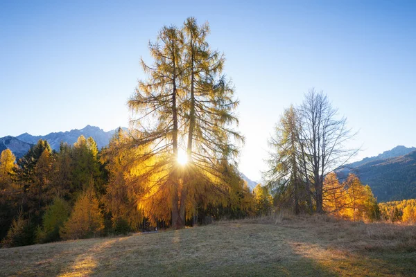 Gorgeous Sunny View Dolomite Alps Yellow Larch Trees Colorful Autumn — Stock Photo, Image