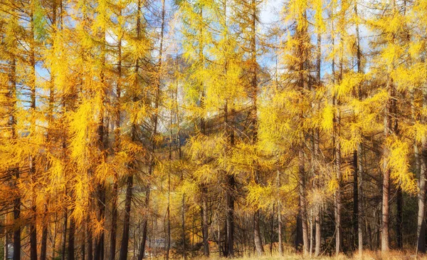 Beautiful Larch Colored Autumn Colors Mountains Illuminated Sun Dolomites Alps — Stock Photo, Image