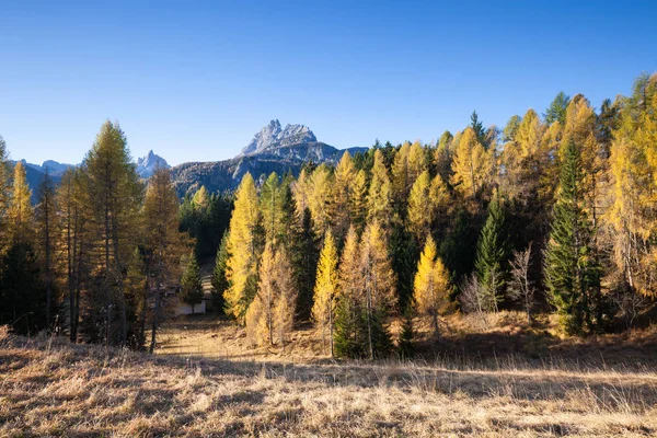 Gyönyörű Napos Kilátással Alpok Sárga Vörösfenyő Fák Színes Őszi Panorama — Stock Fotó