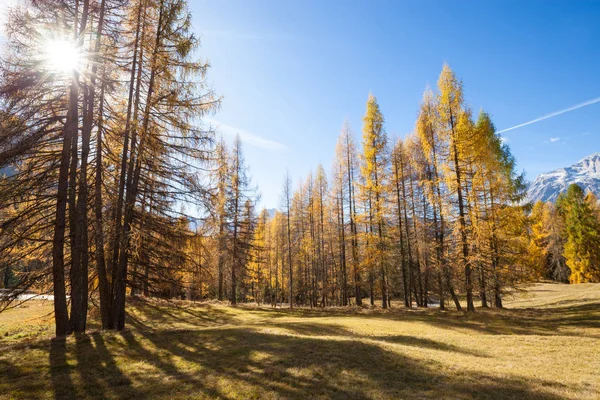 Gorgeous Sunny View Dolomite Alps Yellow Larch Trees Colorful Autumn — Stock Photo, Image