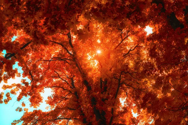 Κορώνες Από Δέντρα Στο Δάσος Φθινόπωρο Κατά Γαλάζιο Του Ουρανού — Φωτογραφία Αρχείου