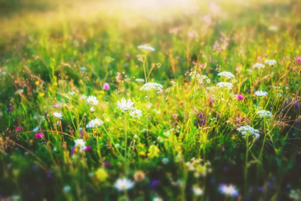 美しい夏の背景 カモミールの花の草原 — ストック写真