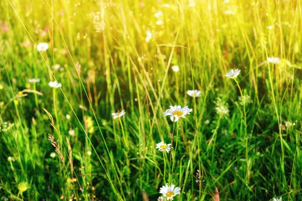 Beautiful Summer Background Meadow Flower Camomiles — Stock Photo, Image