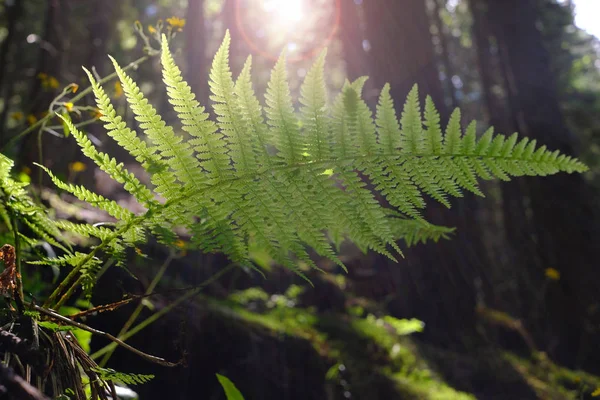 葉の木漏れ日の背景に緑のシダの茂み — ストック写真