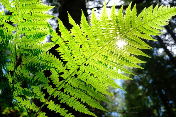 绿蕨灌木对阳光透过树叶的背景 — 图库照片