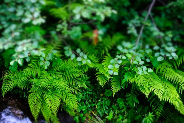 Grüner Farnbusch Natur Sommer Verschwommenen Hintergrund — Stockfoto