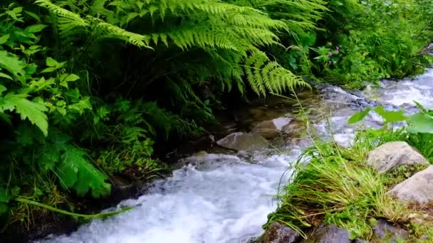 Small Mountain Stream Close Slow Motion Video — Stock Video