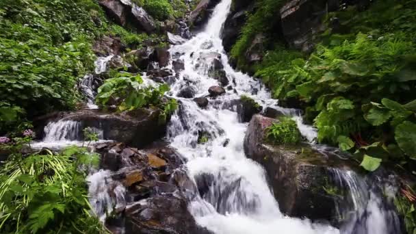 Гірський Водоспад Літньому Зеленому Лісі — стокове відео