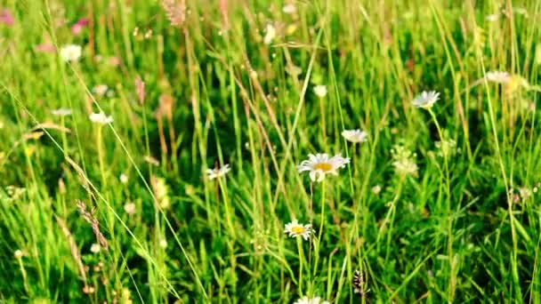 草や花は夏の牧草地の日当たりの良い背景です 田園風景の景観で牧草地の草 — ストック動画