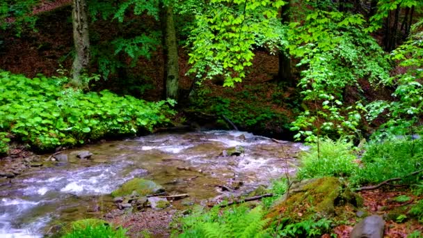 Mountain Stream Waterfall Green Summer Forest — Stock Video