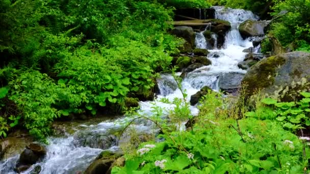 Горный Ручей Водопад Зеленом Летнем Лесу — стоковое видео
