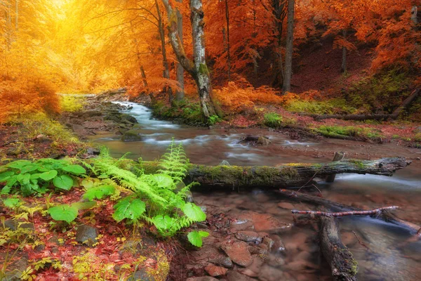 Jesień Las Liści Drzew Żółte Creek Góry Smoky Mountains National — Zdjęcie stockowe