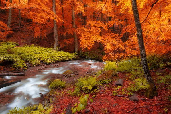 Φθινόπωρο Δάσος Δέντρα Κίτρινο Φύλλωμα Και Creek Στο Βουνό Καπνιστή — Φωτογραφία Αρχείου