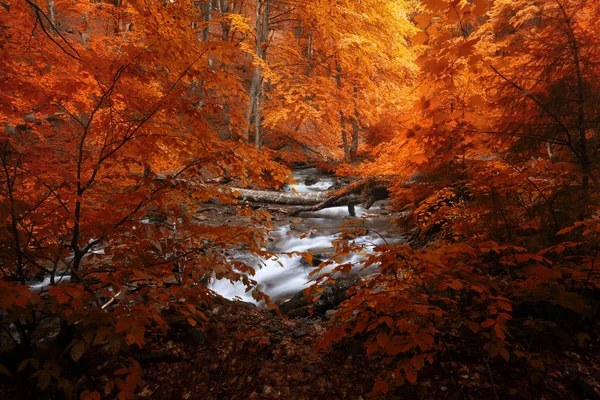 黄色の木紅葉と山の小川秋の森 スモーキー山脈国立公園 アメリカ合衆国 — ストック写真