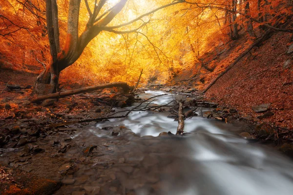 Осенние Леса Желтыми Деревьями Листвы Ручья Горах Национальный Парк Смоки — стоковое фото