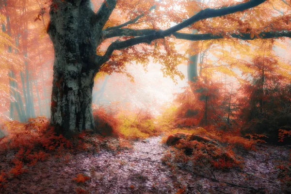 Floresta Brilhante Outono Vermelha Amarela Colorida — Fotografia de Stock