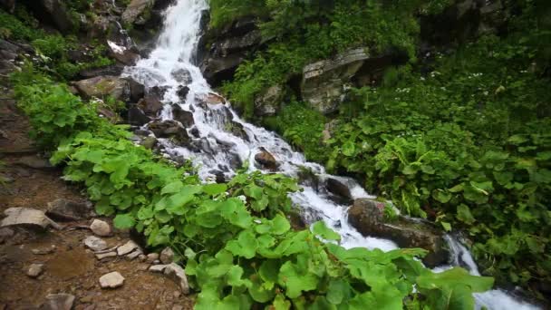Горный Ручей Водопад Зеленом Летнем Лесу — стоковое видео