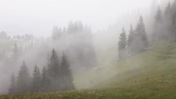 Mistige Berg Boslandschap Mist Waait Berg Met Dennenbos Regenachtig Bewolkt — Stockvideo