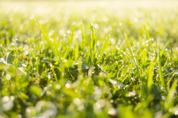 Fresh Green Grass Water Drops Sunlight Bokeh Background — Stock Photo, Image