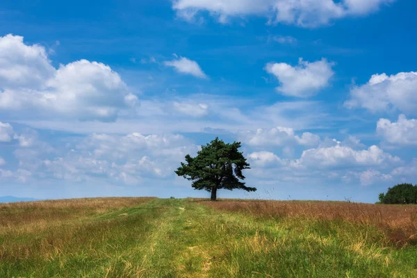 Lone Tree Polu Lato Nad Niebieski Niebo Pochmurne — Zdjęcie stockowe