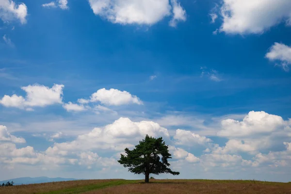 Árvore Solitária Campo Verão Sobre Céu Azul Nublado — Fotografia de Stock