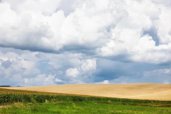 옥수수 그리고 하늘입니다 — 스톡 사진