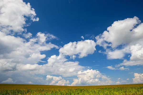 緑トウモロコシ畑と青い空 自然の夏の田舎の風景 — ストック写真
