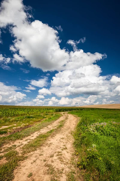 Tarlalarda Buğdaylı Boş Kırsal Yol — Stok fotoğraf