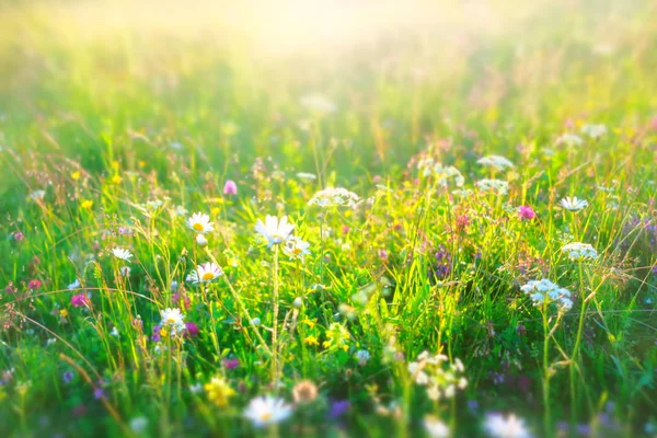 美しい夏の日当たりの良い背景 カモミールの花の草原 — ストック写真