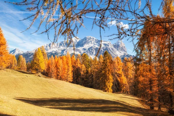 Herrliche Sonnige Aussicht Auf Die Dolomitenalpen Mit Gelben Lärchen Bunte — Stockfoto