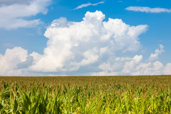 Polu Kukurydzy Zielone Błękitne Niebo Lato Natura Countryside Krajobraz — Zdjęcie stockowe