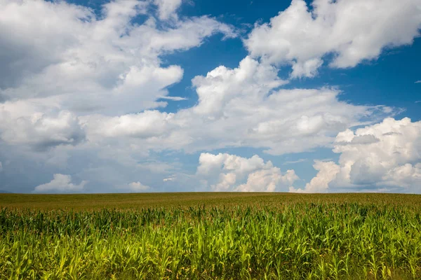 Green Corn Field Blue Sky Nature Summer Countryside Landscape — Stock Photo, Image