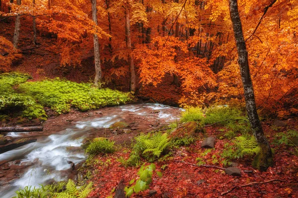 Stream Φθινόπωρο Χρώματα Δάσος Στα Βουνά — Φωτογραφία Αρχείου