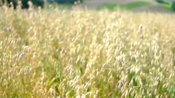 Campo Avena Atardecer Concepto Cosecha Cosecha Campo Avena Dorada Cerca — Vídeos de Stock